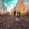 Husky Wanderung Althütte