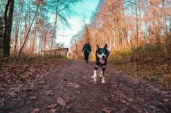 Husky Wanderung Althütte