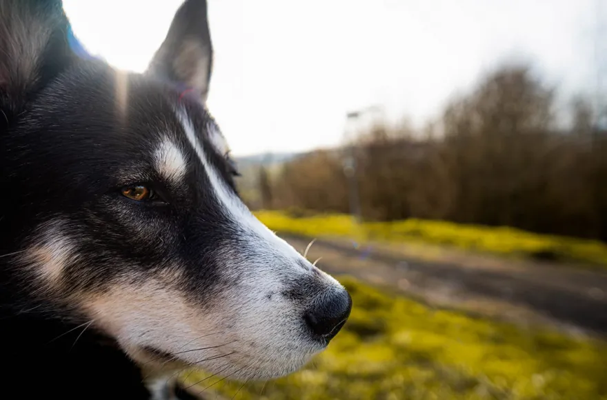 Husky Wanderung Althütte