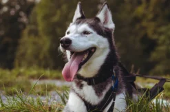 Husky Wanderung Althütte