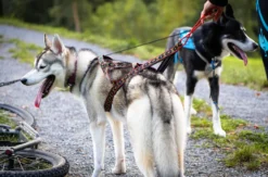 Husky Wanderung Althütte