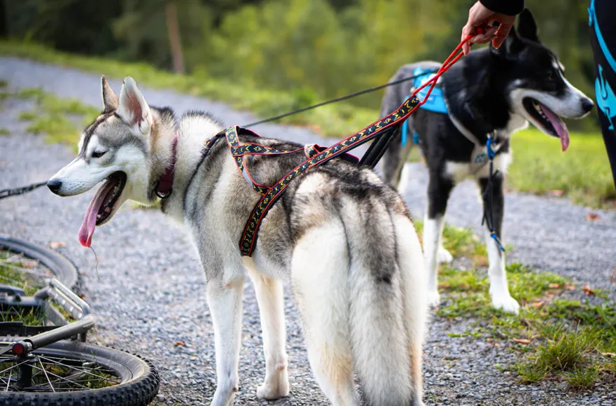 Husky Wanderung Althütte