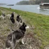 Husky Wanderung Eggenstein-Leopoldshafen
