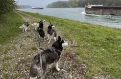 Husky Wanderung Eggenstein-Leopoldshafen