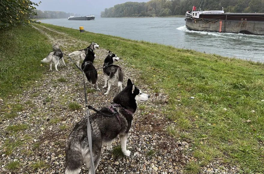 Husky Wanderung Eggenstein-Leopoldshafen