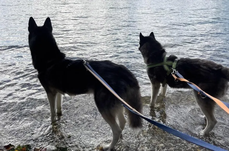 Husky Wanderung Eggenstein-Leopoldshafen
