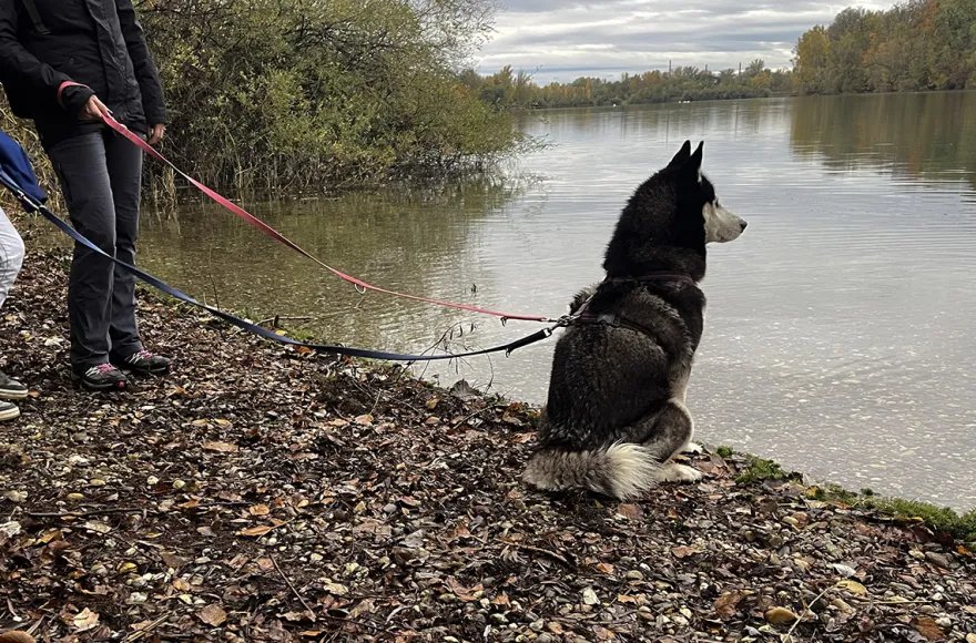 Husky Wanderung Eggenstein-Leopoldshafen
