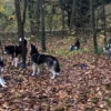 Husky Wanderung Karlsruhe