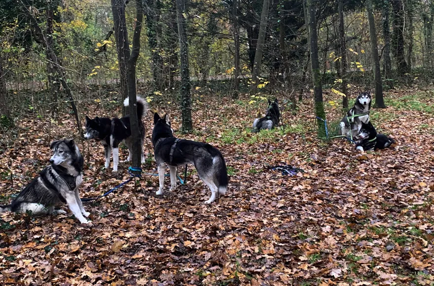 Husky Wanderung Karlsruhe