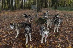 Husky Wanderung Karlsruhe