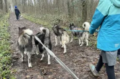 Husky Wanderung Karlsruhe