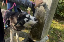 Husky Wanderung Karlsruhe