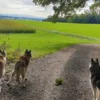 Husky Wanderung Wiedergeltingen