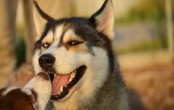 Husky Wanderung Wiedergeltingen