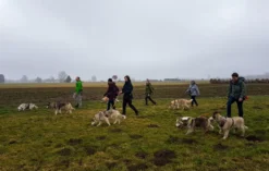 Husky Wanderung Wiedergeltingen