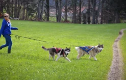 Husky Wanderung Wiedergeltingen