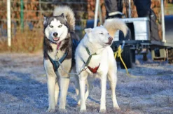 Husky Workshop