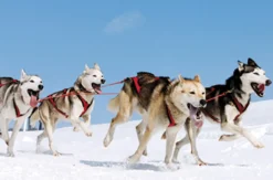 Husky Workshop
