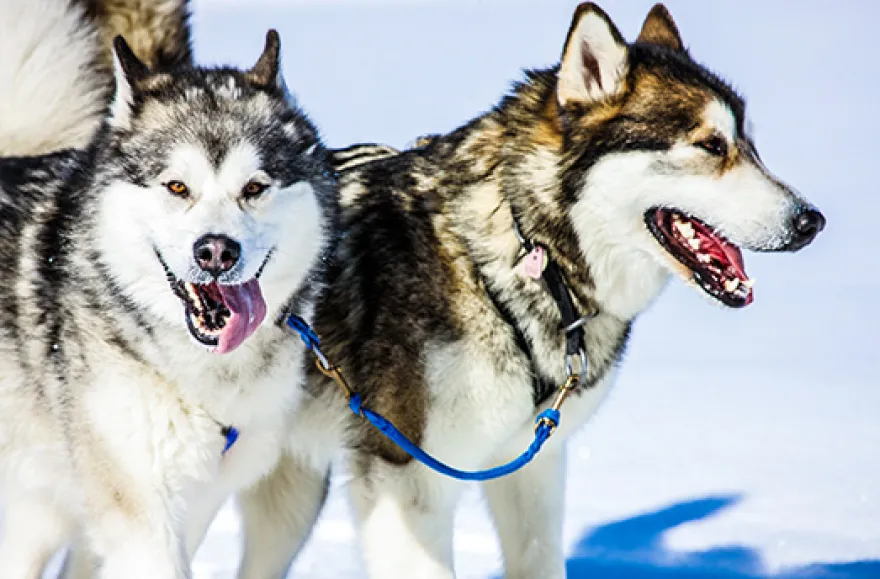 Husky Workshop