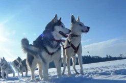 Husky Workshop