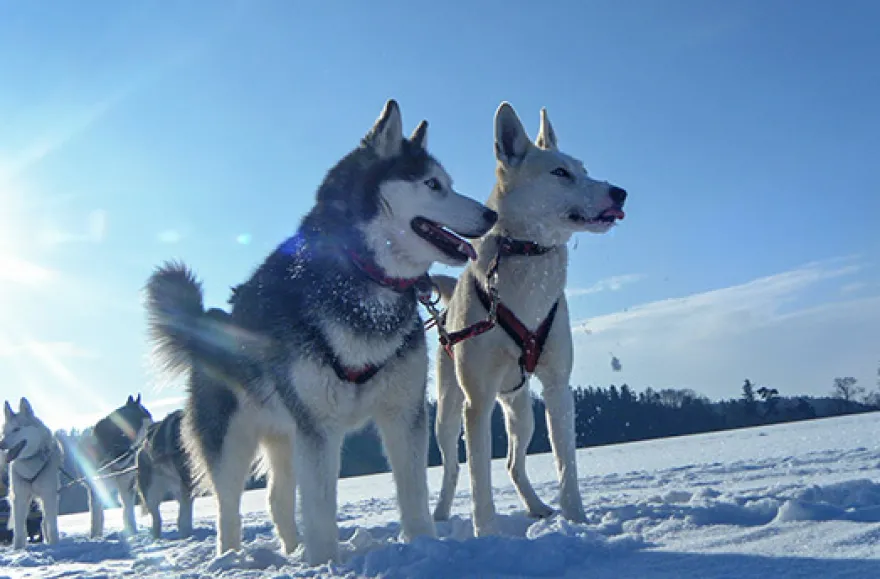 Husky Workshop