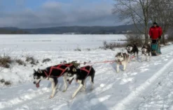Husky Workshop Neumarkt i.d.OPf.