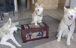 Husky Workshop Thanstein