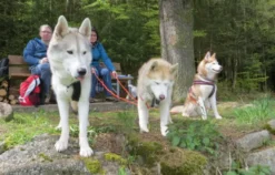 Husky Workshop Thanstein