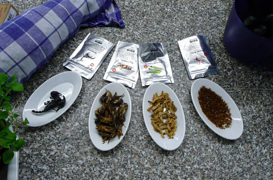 Insekten Kochkurs Schwetzingen