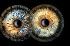 Iris Fotografie Fusion für 2 Haßfurt