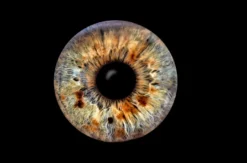 Iris Fotografie Haßfurt