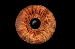 Iris Fotografie Haßfurt