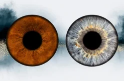 Iris Fotoshooting