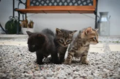 Kindertag am Bauernhof in Wiener Neustadt