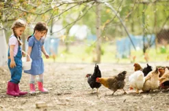 Kindertag am Bauernhof in Wiener Neustadt