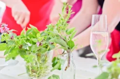 Kräuterseminar mit Dinner Bad Berneck im Fichtelgebirge