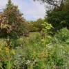 Kräuterwanderung Neunkirchen