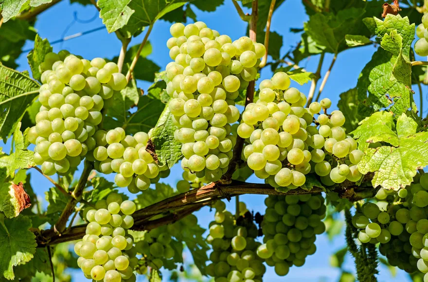 Käse & Wein Seminar Raum Wien