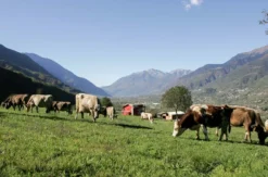 Kulinarische Reise Lombardei für 2 (1 Nacht)
