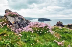 Kurztrip Dublin mit Cliffs of Moher