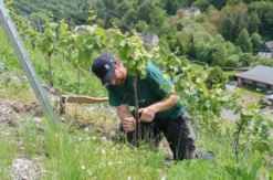 Kurzurlaub im Weingut an der Mosel für 2 (2 Nächte)