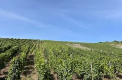 Kurzurlaub im Weingut an der Mosel für 2 (2 Nächte)