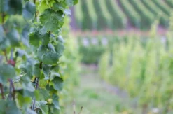 Kurzurlaub im Weingut an der Mosel für 2 (2 Nächte)