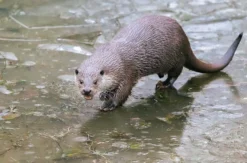 Kurzurlaub mit Tierpark und Dinner Hanau für 2 (2 Nächte)