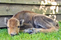 Kurzurlaub mit Wisent-Park Besuch im Sauerland für 2