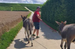 Lama- & Esel-Trekking-Tour für 2 Stadecken-Elsheim