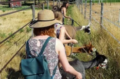 Lama- & Esel-Trekking-Tour Stadecken-Elsheim