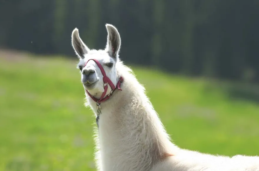 Lama Trekking Poppenhausen für 2