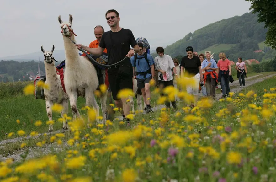 Lama Trekking Poppenhausen für 2