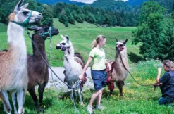 Lama-Trekkingtour